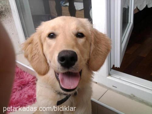 zilli Dişi Golden Retriever