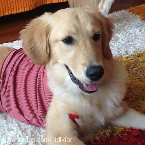 zilli Dişi Golden Retriever