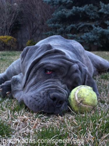 kontes Dişi Napoliten Mastiff