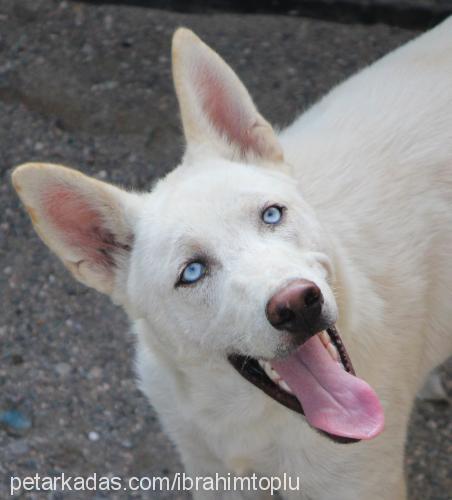 kuzey Erkek Sibirya Kurdu (Husky)