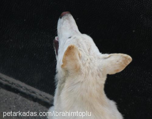 kuzey Erkek Sibirya Kurdu (Husky)