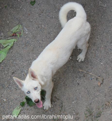 kuzey Erkek Sibirya Kurdu (Husky)