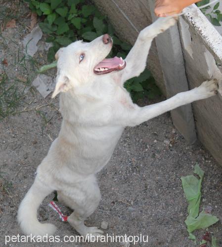 kuzey Erkek Sibirya Kurdu (Husky)