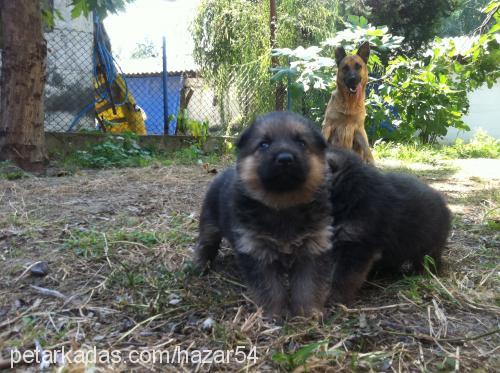 junİorwolf Erkek Alman Çoban Köpeği