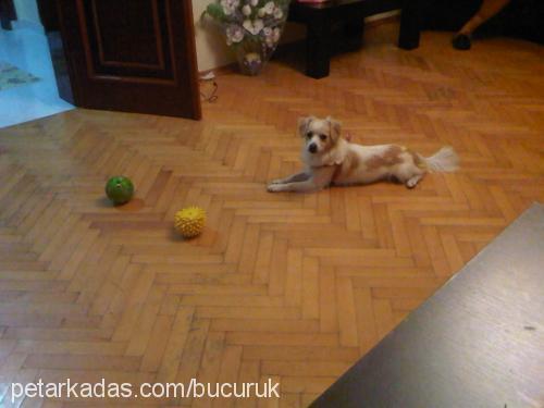 barniee Erkek Tibetli Spaniel