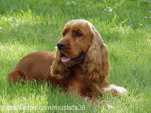 daisy Dişi İngiliz Cocker Spaniel