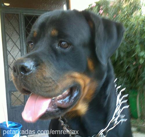 max Erkek Rottweiler