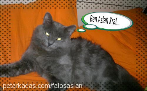 aslan Erkek Chinchilla