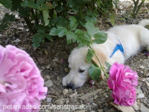 Şansköpük Erkek Golden Retriever