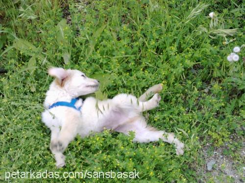 Şansköpük Erkek Golden Retriever