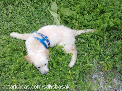 Şansköpük Erkek Golden Retriever