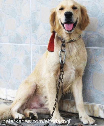 badi. Dişi Golden Retriever