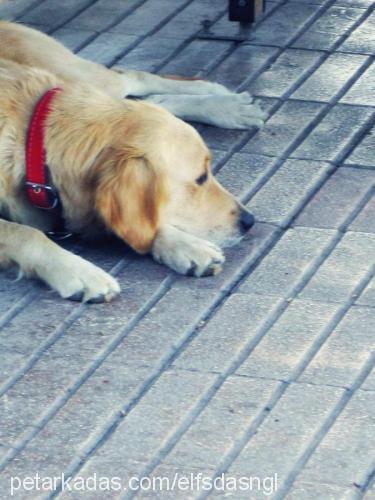 badi. Dişi Golden Retriever