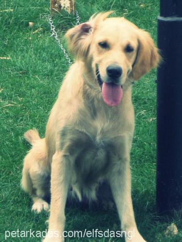 badi. Dişi Golden Retriever