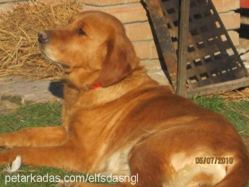 badem. Dişi Golden Retriever