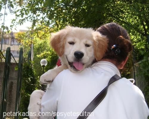 köpük Dişi Golden Retriever