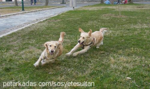 köpük Dişi Golden Retriever