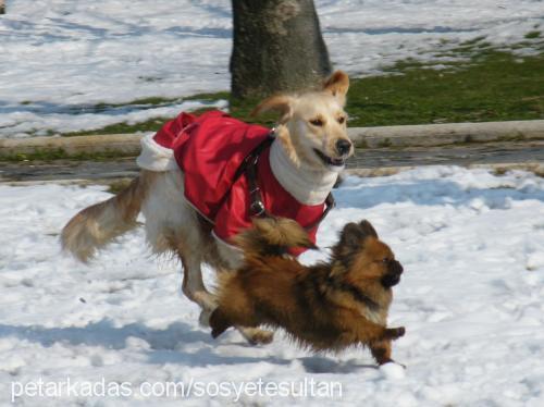 köpük Dişi Golden Retriever