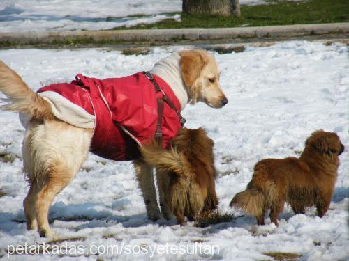 köpük Dişi Golden Retriever