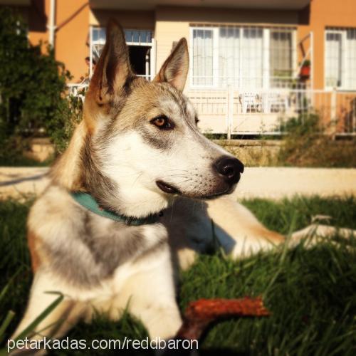 stark Erkek Alaskan Malamute