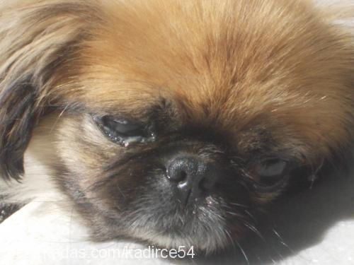 daisy Dişi Pekingese