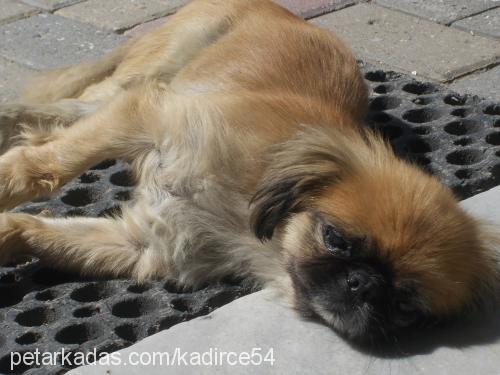 daisy Dişi Pekingese