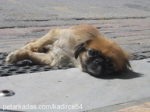 daisy Dişi Pekingese