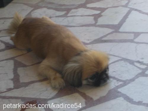 daisy Dişi Pekingese