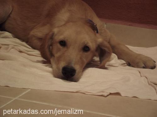 angel Dişi Golden Retriever