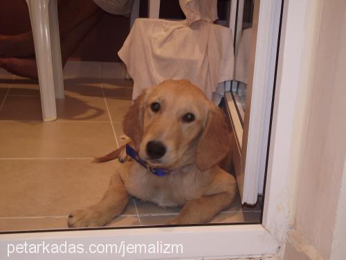 angel Dişi Golden Retriever