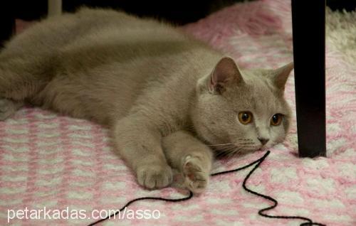 asso Dişi British Shorthair