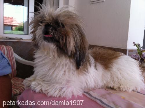 muffin Erkek Lhasa Apso