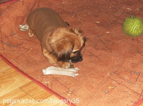 tarçın Dişi Tibetli Spaniel