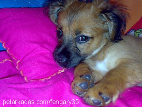 tarçın Dişi Tibetli Spaniel