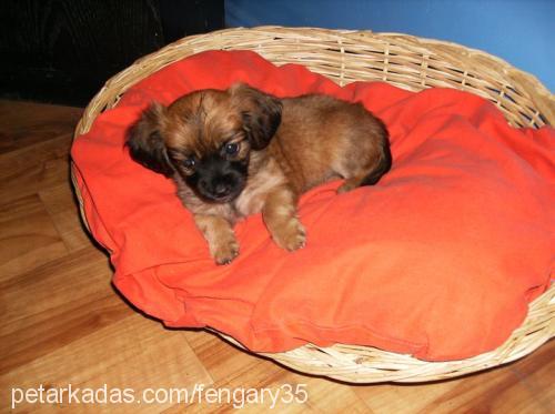 tarçın Dişi Tibetli Spaniel