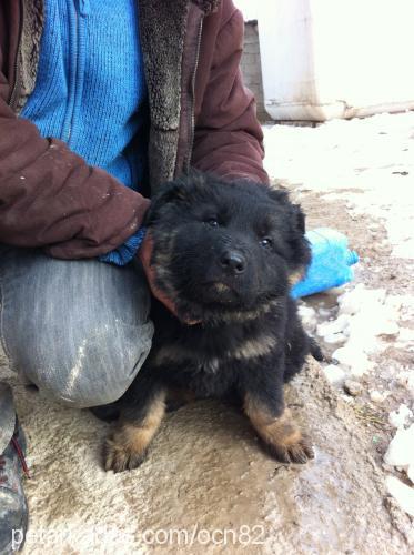 caspar Erkek Alman Çoban Köpeği