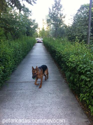 asİl Erkek Alman Çoban Köpeği