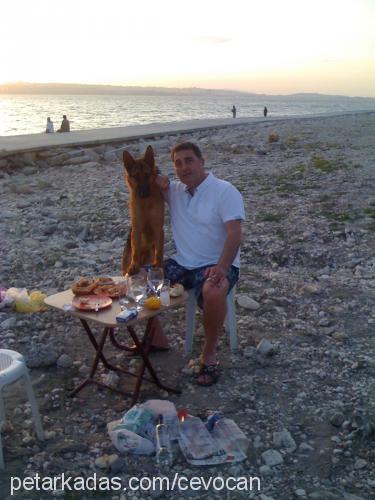 asİl Erkek Alman Çoban Köpeği