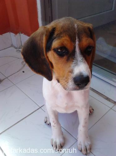 daisy Dişi Beagle