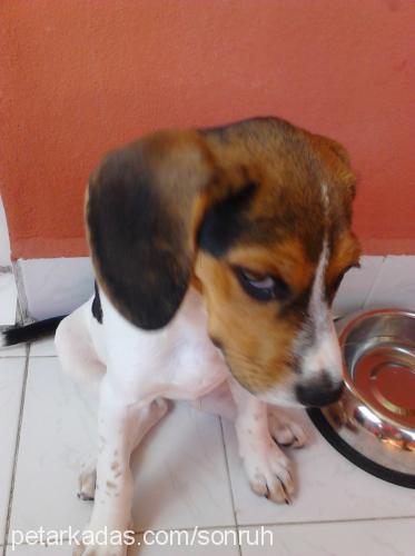 daisy Dişi Beagle