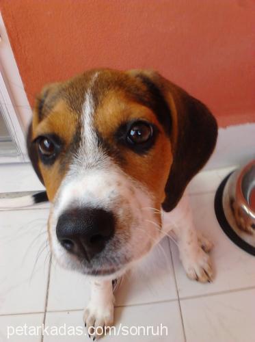 daisy Dişi Beagle