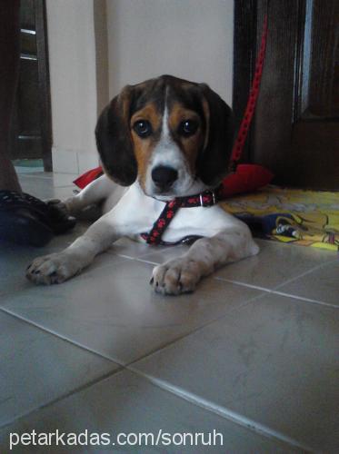 daisy Dişi Beagle