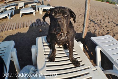 murphy Erkek Cane Corso Italiano