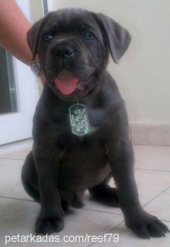 murphy Erkek Cane Corso Italiano