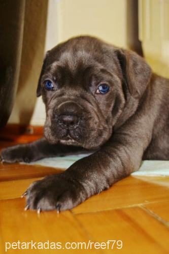 murphy Erkek Cane Corso Italiano