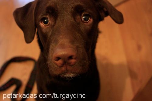 kiva Dişi Labrador Retriever