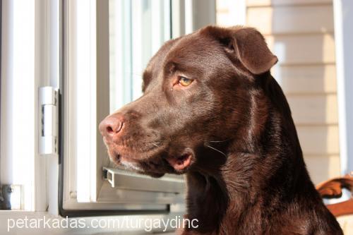 kiva Dişi Labrador Retriever