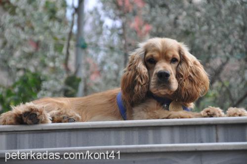 paspas Erkek Amerikan Cocker Spaniel