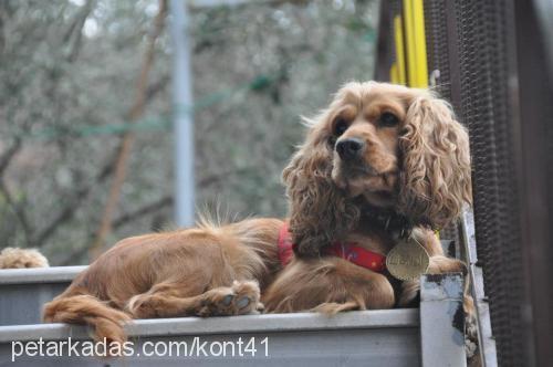 leydi Dişi Amerikan Cocker Spaniel