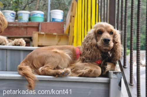 leydi Dişi Amerikan Cocker Spaniel